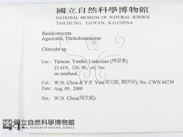 杯傘屬藏品圖，第2張