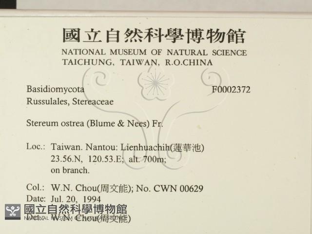 蠔韌革菌藏品圖，第2張
