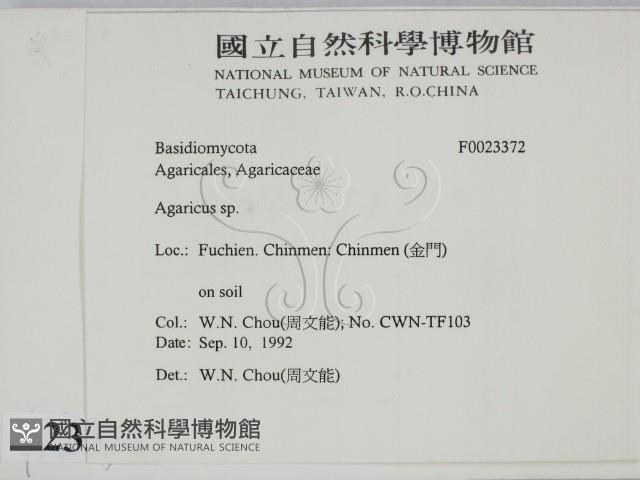 傘菌屬藏品圖，第2張