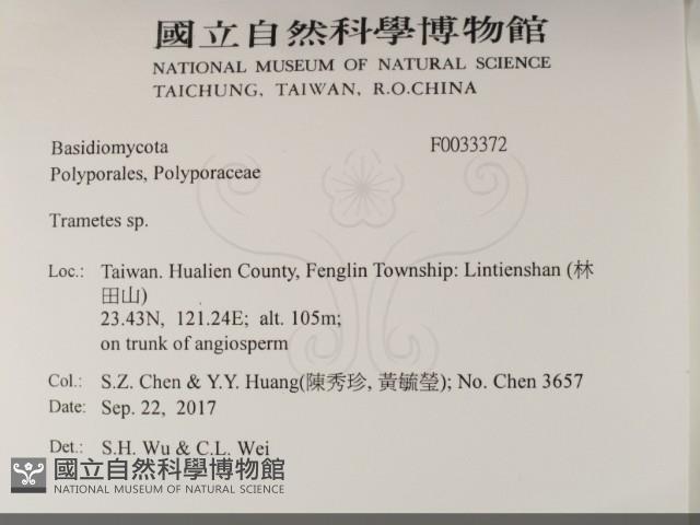 栓菌屬藏品圖，第2張