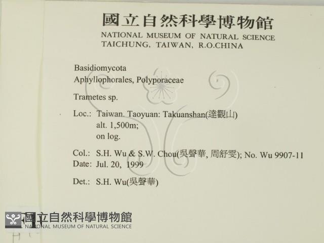 栓菌屬藏品圖，第2張