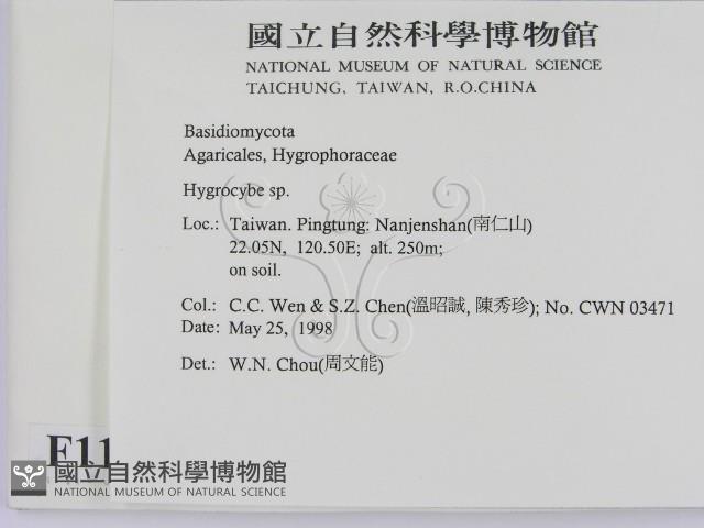 濕傘屬藏品圖，第2張