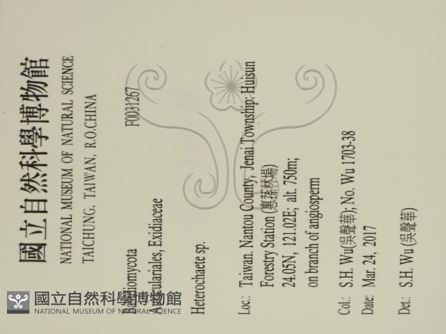 刺皮菌屬藏品圖，第2張