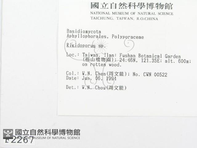 硬孔菌屬藏品圖，第2張