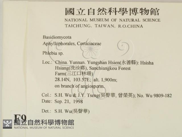 射脈菌屬藏品圖，第2張