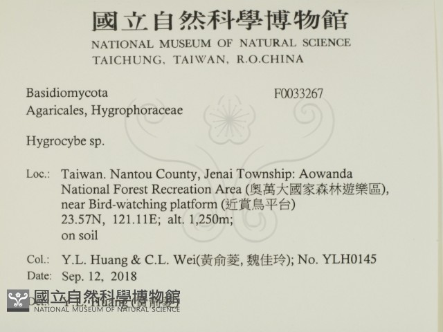 濕傘屬藏品圖，第2張