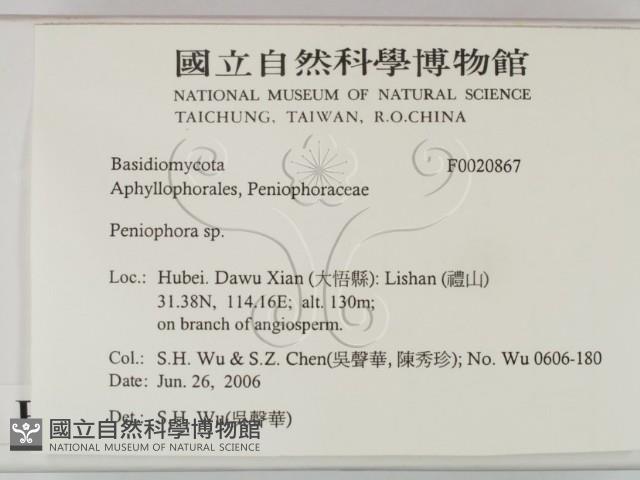 筍殼菌屬藏品圖，第2張