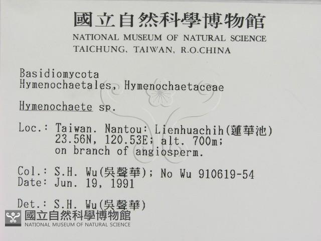 刺革菌屬藏品圖，第2張