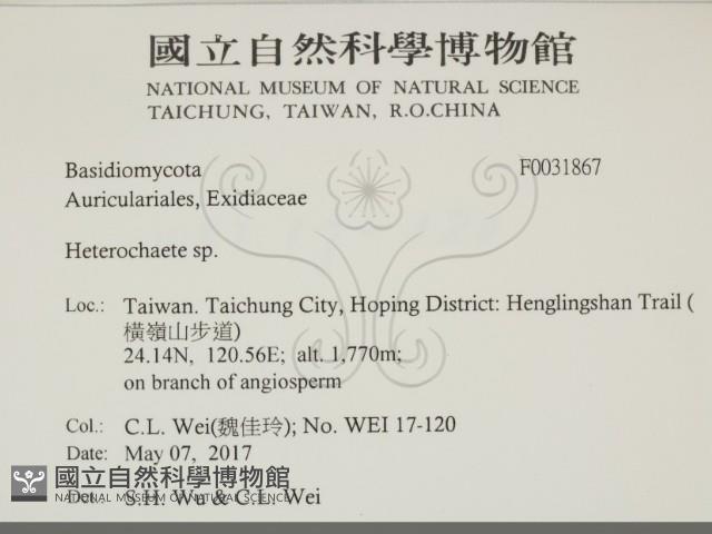 刺皮菌屬藏品圖，第2張
