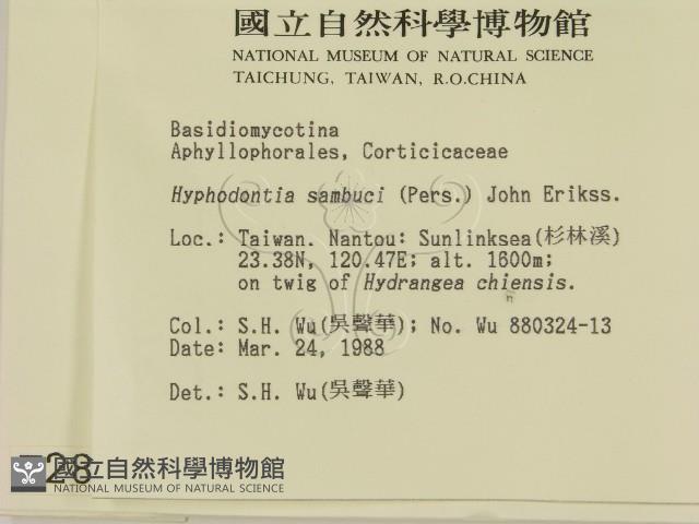 冇骨消絲齒菌藏品圖，第2張