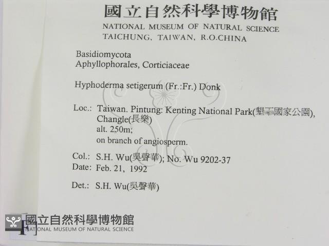 剛毛絲皮菌藏品圖，第2張