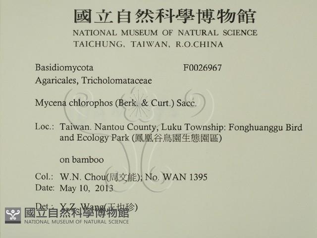 發光小菇藏品圖，第2張