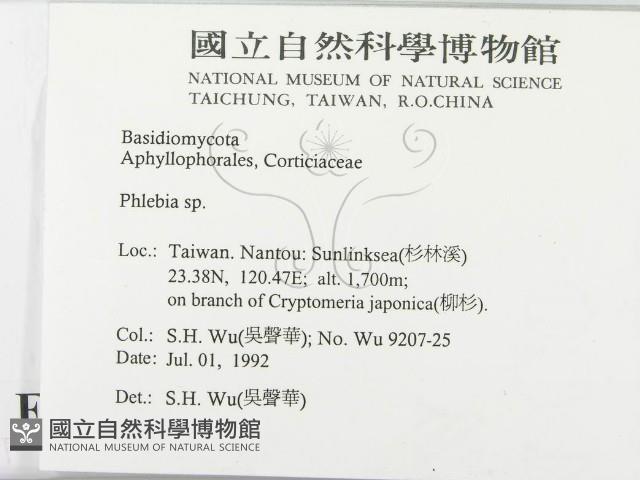 射脈菌屬藏品圖，第2張