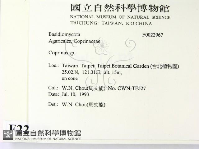 鬼傘屬藏品圖，第2張
