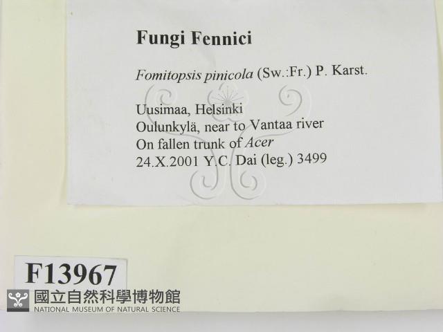 松生擬層孔菌藏品圖，第2張