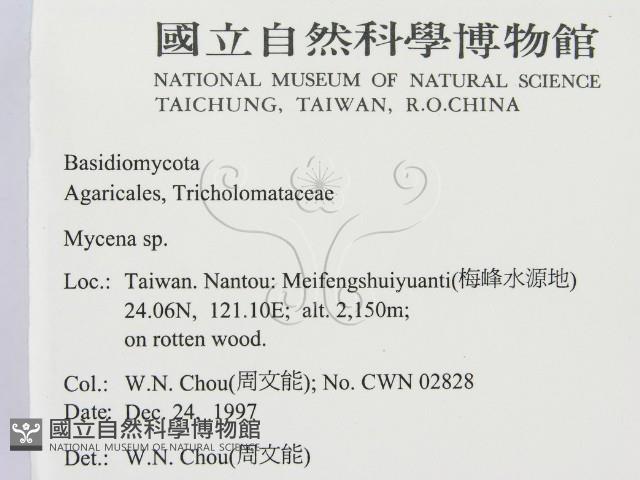 小菇屬藏品圖，第2張