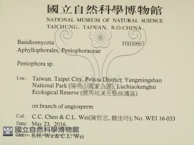 筍殼菌屬藏品圖，第2張