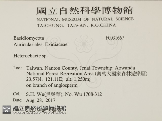 刺皮菌屬藏品圖，第2張