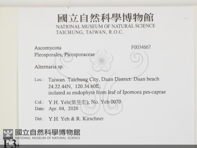 登錄號:F0034667藏品圖，第2張