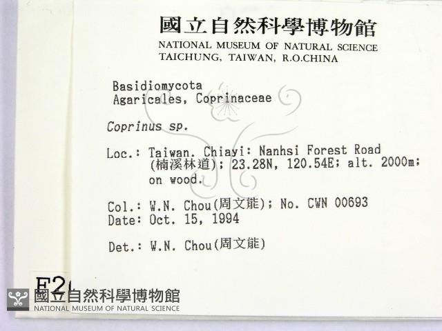 鬼傘屬藏品圖，第2張