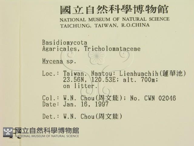 小菇屬藏品圖，第2張