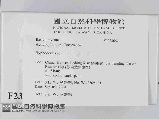 絲皮菌屬藏品圖，第2張