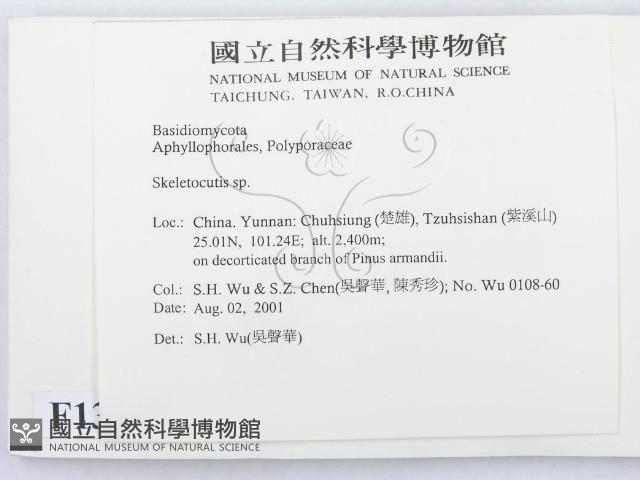 骨皮菌屬藏品圖，第2張