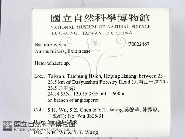 刺皮菌屬藏品圖，第2張