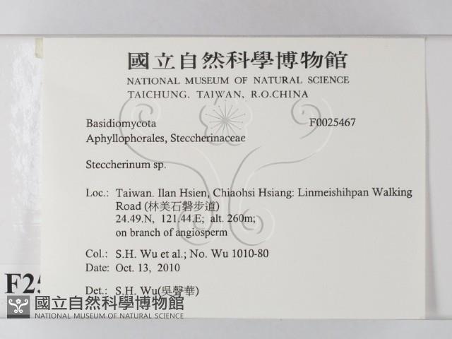 齒耳菌屬藏品圖，第2張