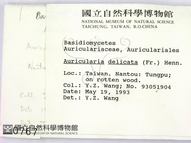 皺木耳藏品圖，第2張