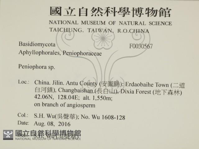 筍殼菌屬藏品圖，第2張