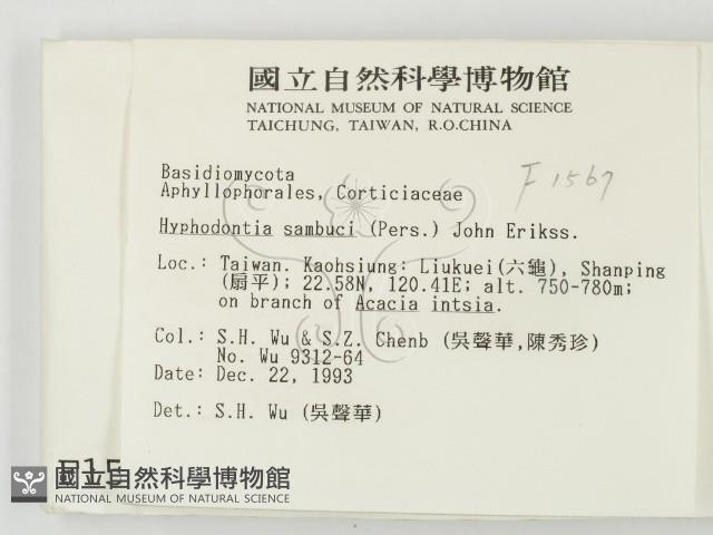 冇骨消絲齒菌藏品圖，第2張