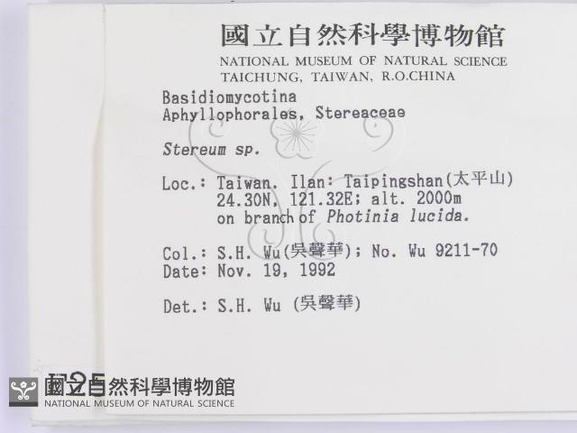 韌革菌屬藏品圖，第2張