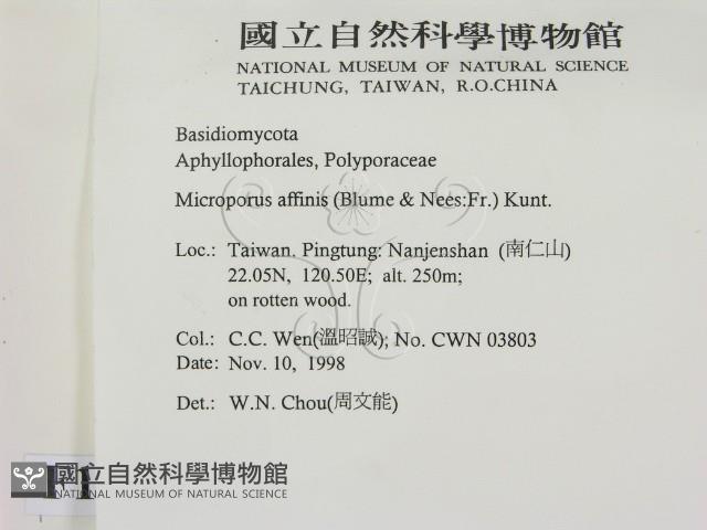 相鄰小孔菌藏品圖，第2張