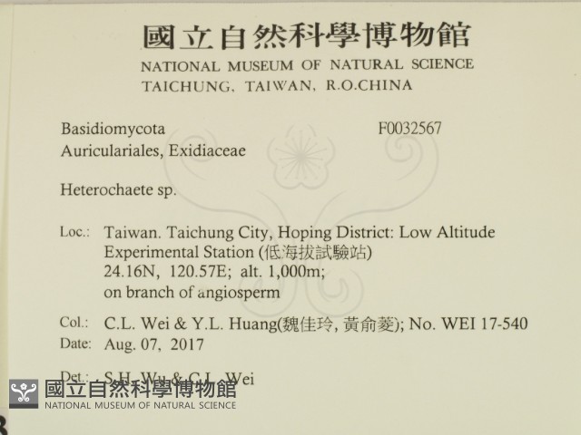 刺皮菌屬藏品圖，第2張