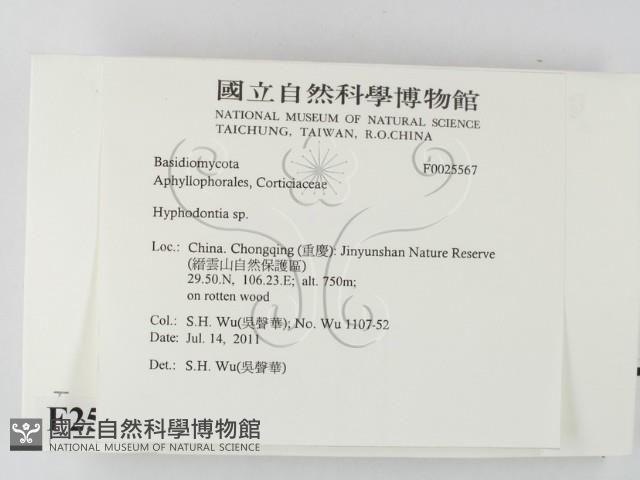 絲齒菌屬藏品圖，第2張