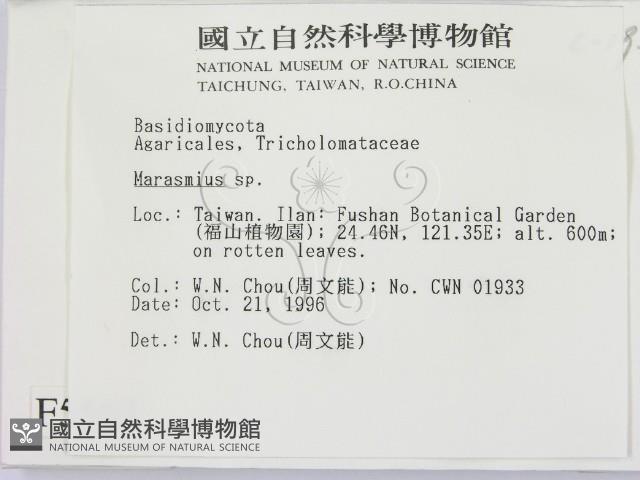 小皮傘屬藏品圖，第2張