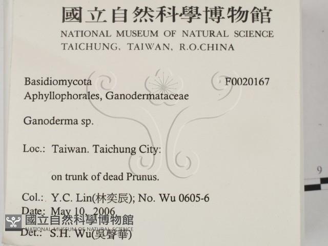 靈芝屬藏品圖，第2張