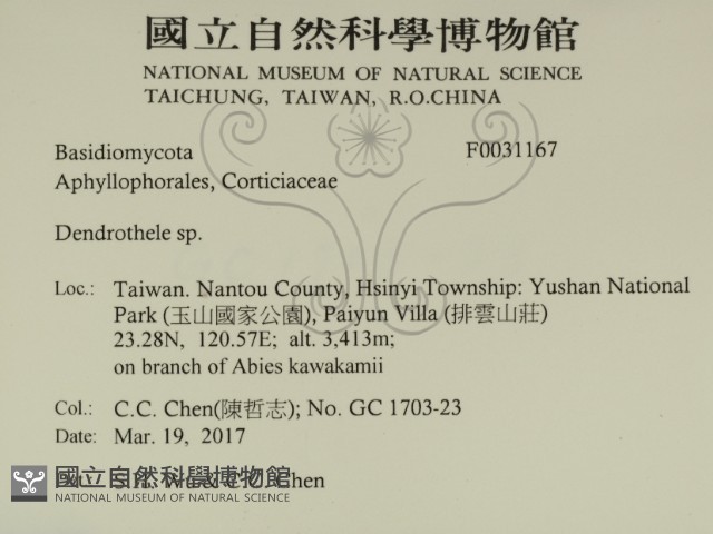 樹狀皮革菌屬藏品圖，第2張