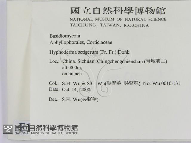 剛毛絲皮菌藏品圖，第2張