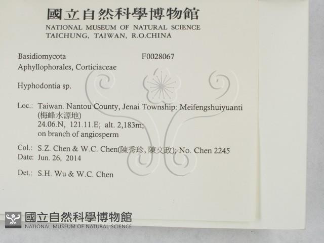 絲齒菌屬藏品圖，第2張