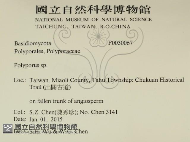 多孔菌屬藏品圖，第2張