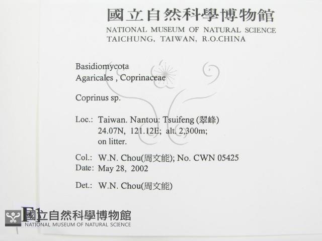 鬼傘屬藏品圖，第2張