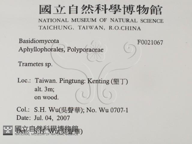 栓菌屬藏品圖，第2張
