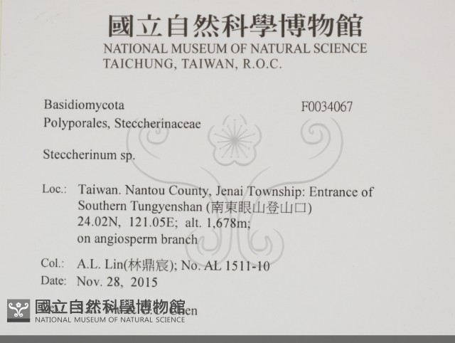 齒耳菌屬藏品圖，第2張