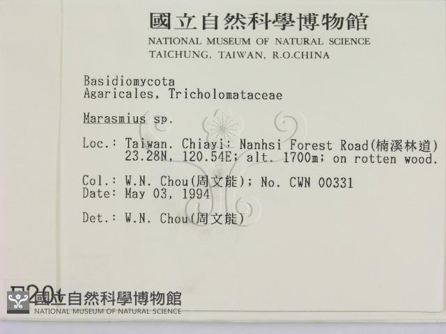 小皮傘屬藏品圖，第2張