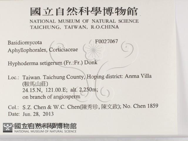 剛毛絲皮菌藏品圖，第2張