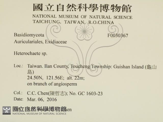 刺皮菌屬藏品圖，第2張