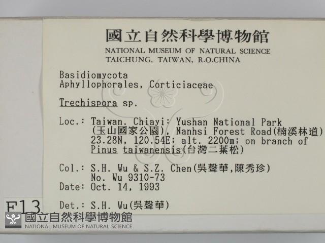 粗糙孢菌屬藏品圖，第2張