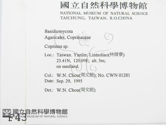 鬼傘屬藏品圖，第2張